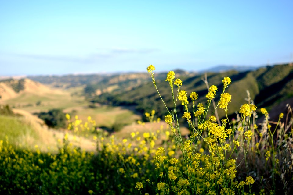 Flower, Wild flowers