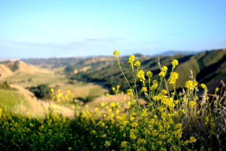 Flower, Wild flowers