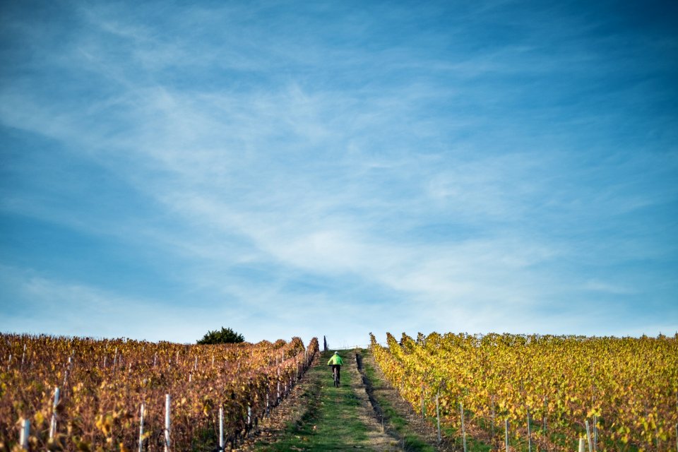 Bernex, Switzerl, Vigne