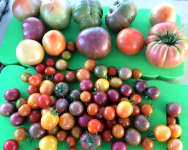Allen, United states, Different color of tomatoes
