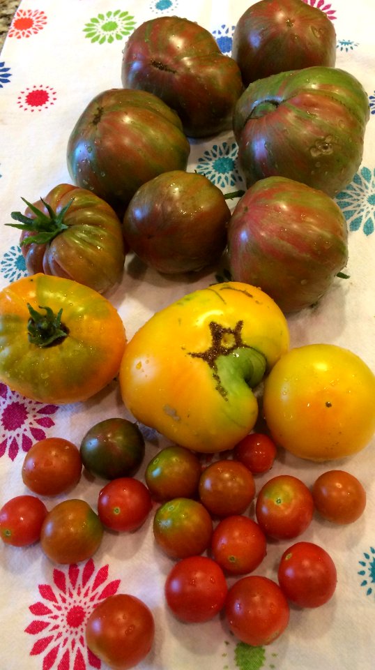 Allen, United states, Yellow toamatoes