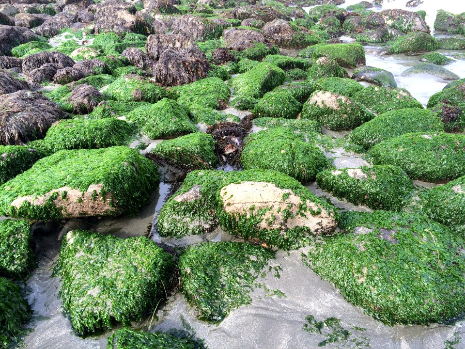 Brookings, United states, Ocean colors