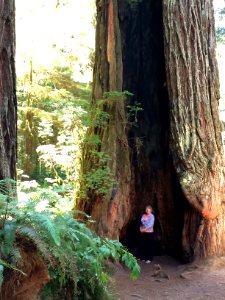 California redwoods, Redwood tree, Inside a redwood tree