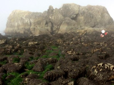 Brookings, United states, Lowtide on rocks