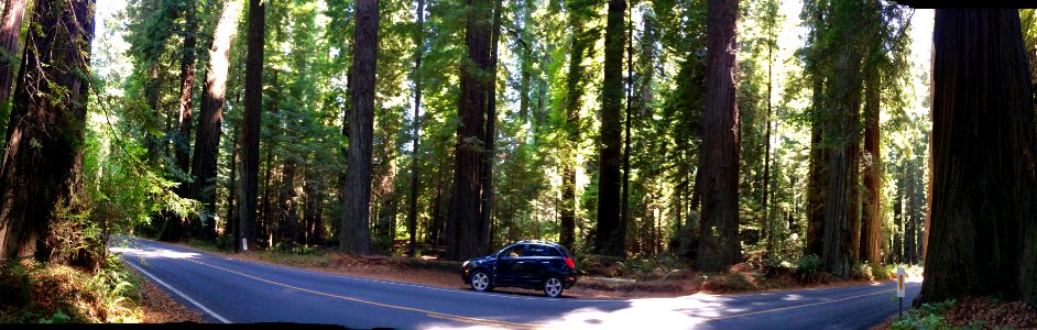 California redwoods, Car, Redwoods photo