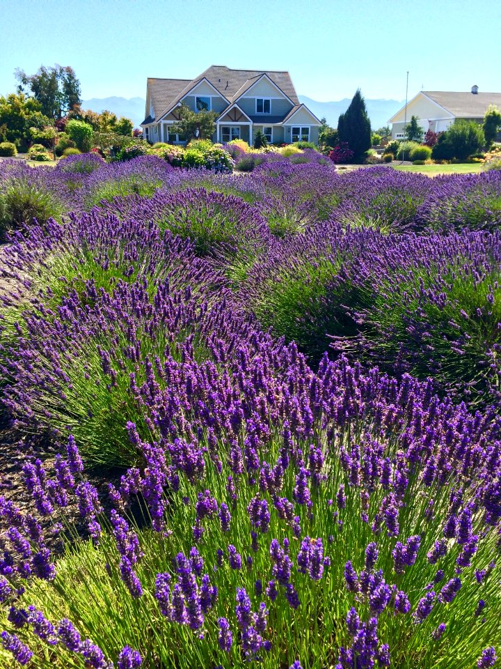 Sequim, United states, Purple flowers