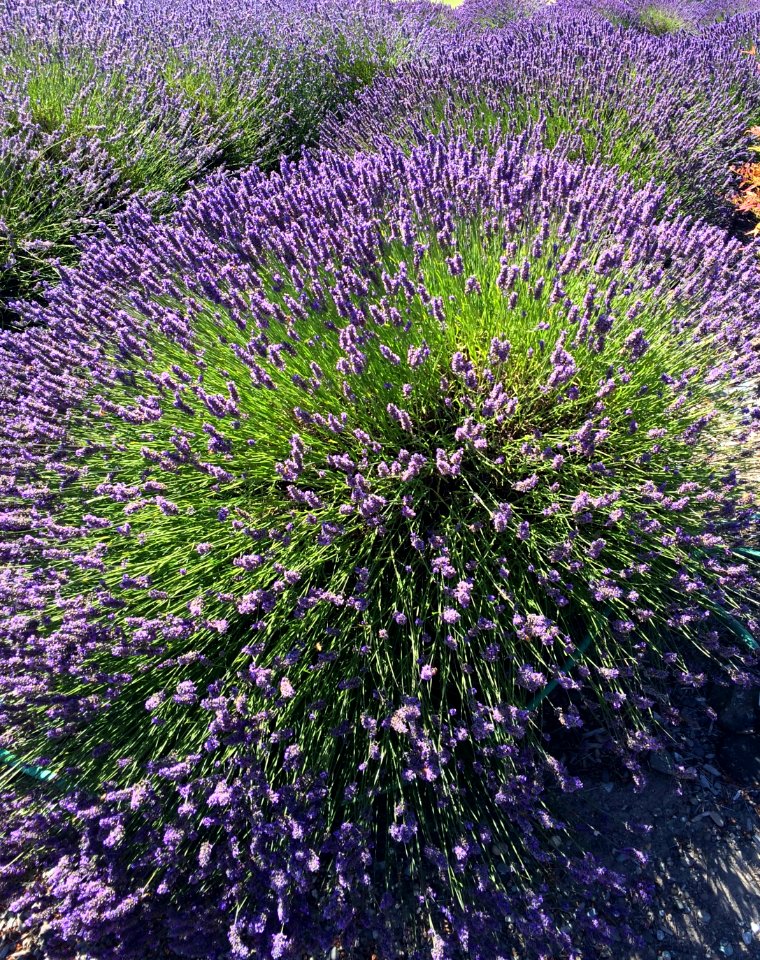 Sequim, United states, Lavendar plant