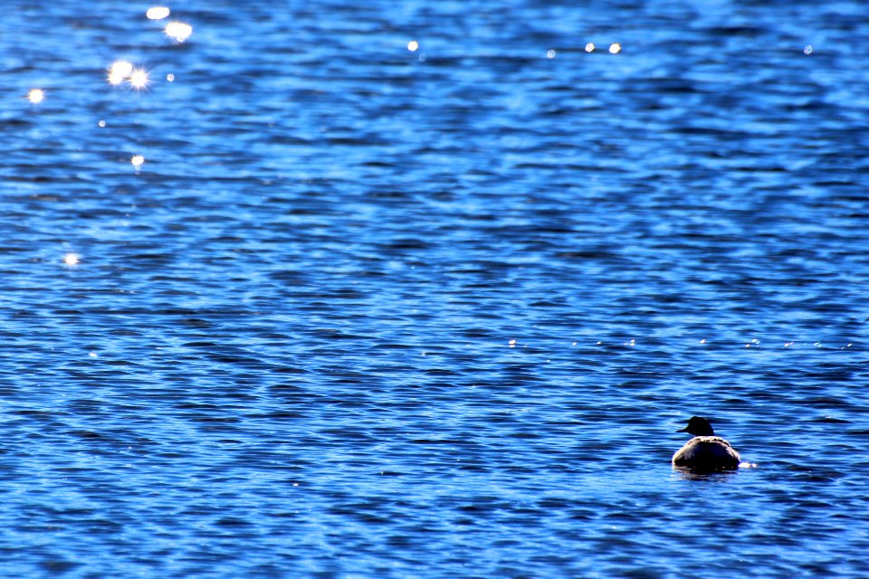 Bird, Lake, Blue