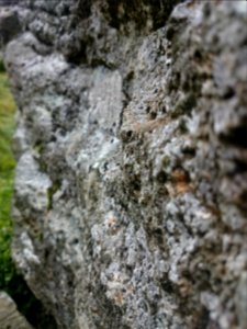 Lichen, Hiking, Rock