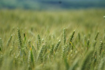 Focus, Wheat, Field