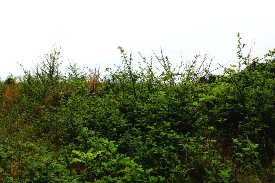 Rainy, Rainy day, Grass