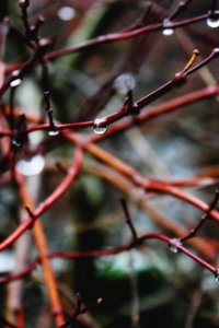 Rain, Branch, Nature