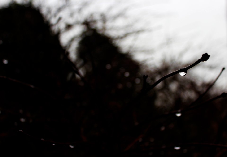 Tree, Water, Rain