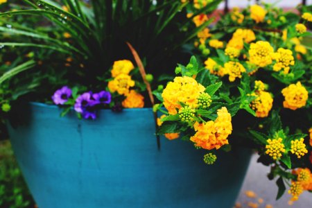 Flower pot, Flowers, Yellow