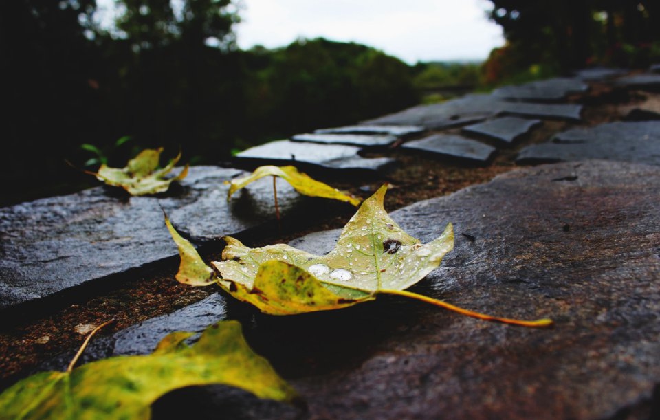 Nature, Forest, Rain drop