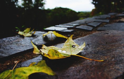 Nature, Forest, Rain drop