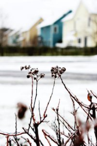 selective focus photography of petaled flower covered with ice near road photo