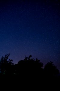 trees under blue starry night