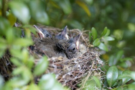 Chicks bird's nest boy photo