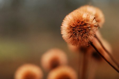 Bokeh, Nature, Plant