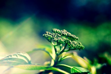 Flower, Plant, Green