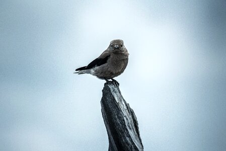 Cute perched plumage