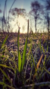 Fresh, Spring, Morning