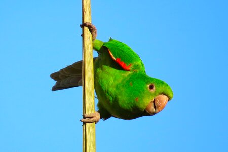 Green bird animal