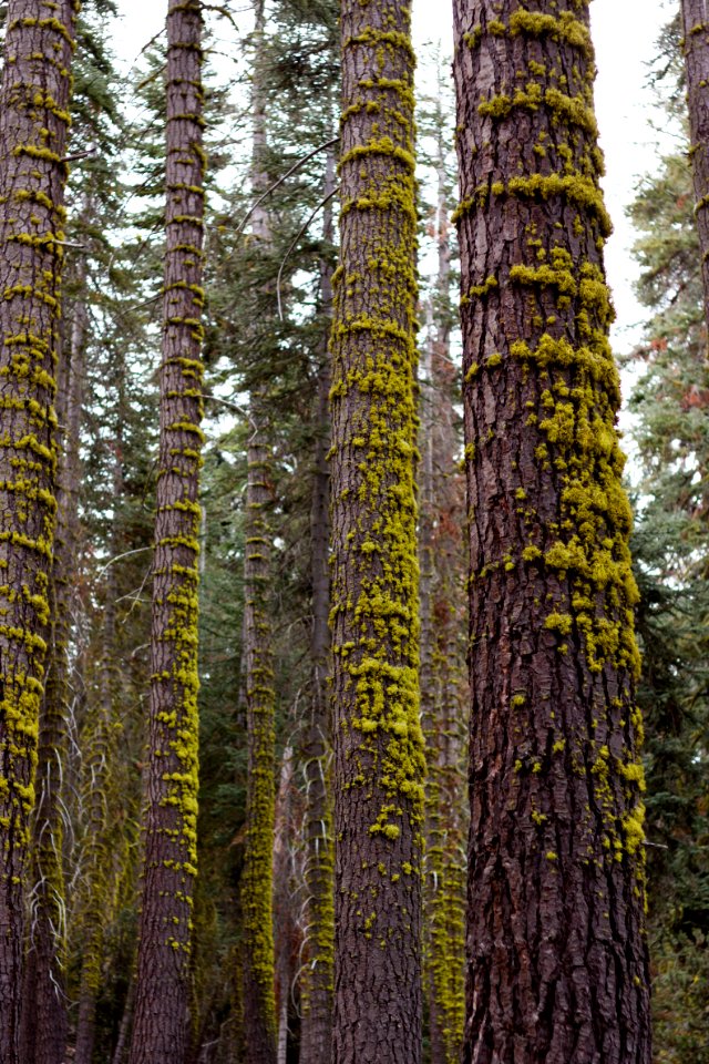 tree trunks