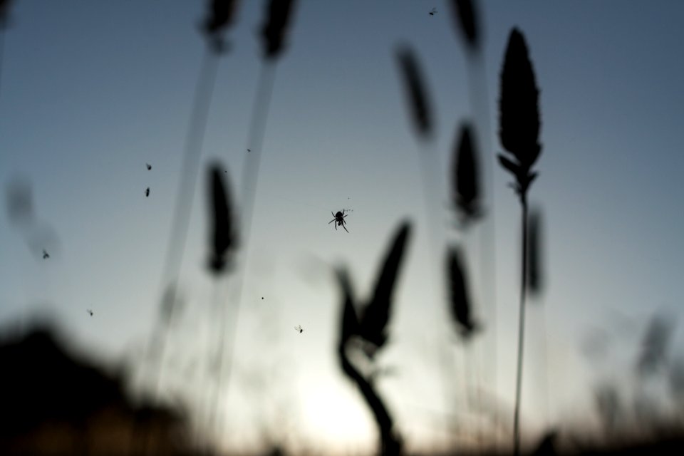 Pearsonarastradero preserve, Palo alto, United states