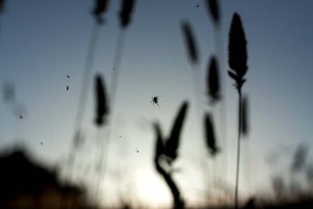Pearsonarastradero preserve, Palo alto, United states