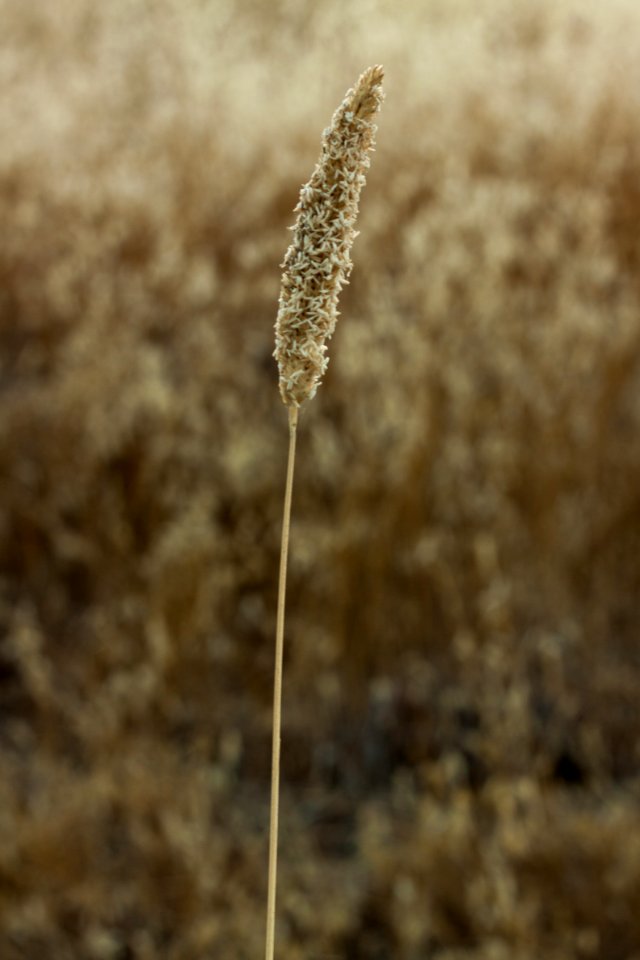 Wheat, Field
