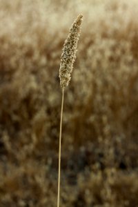 Wheat, Field photo