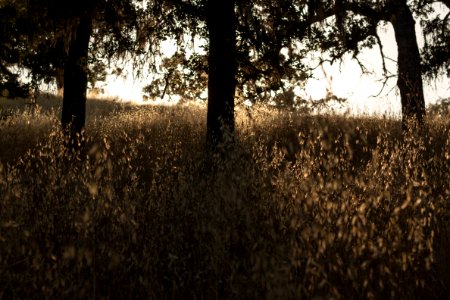Pearsonarastradero preserve, Palo alto, United states