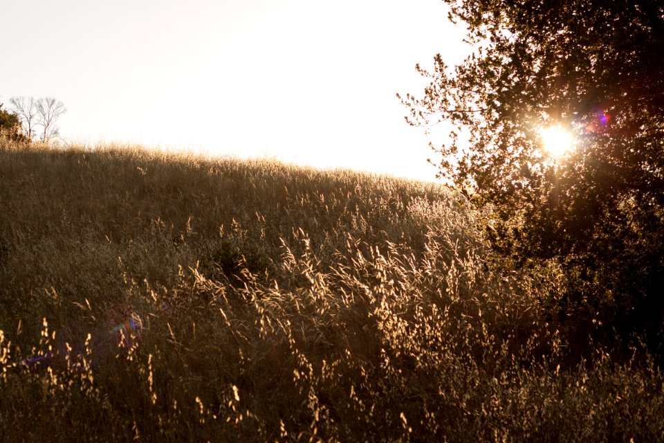 Pearsonarastradero preserve, Palo alto, United states