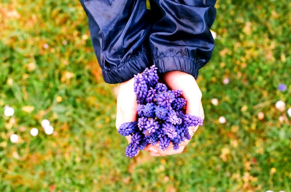 Purple, Flowers, 35mm
