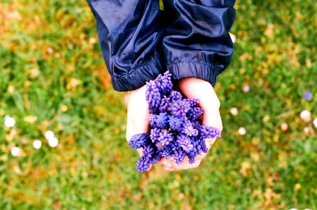 Purple, Flowers, 35mm