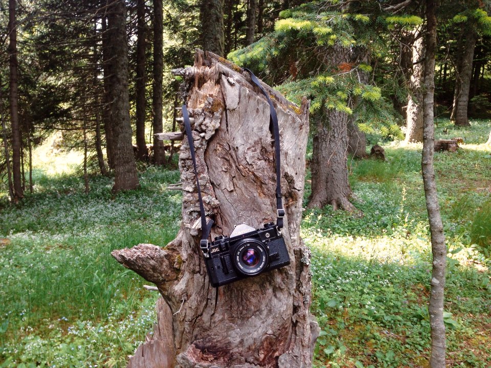 Forest, Trees, Wilderness