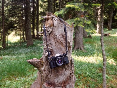 Forest, Trees, Wilderness