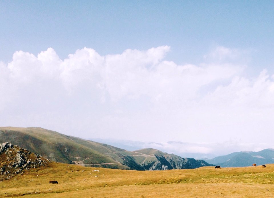 Lanscape, Cows, Wilderness