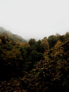 Fog, Wild, Wilderness