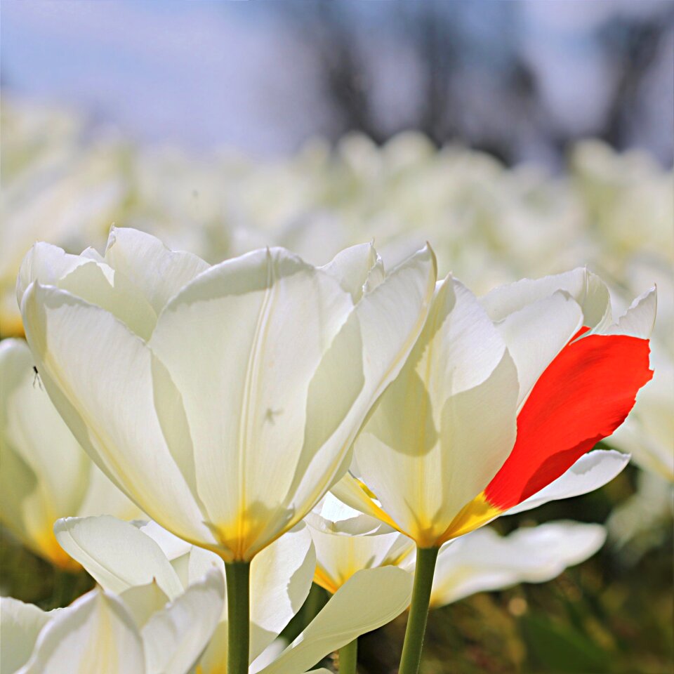 White red leaf freak of nature