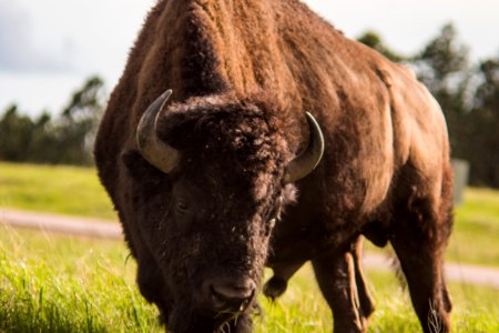 Wildlife loop road, Custer, United states