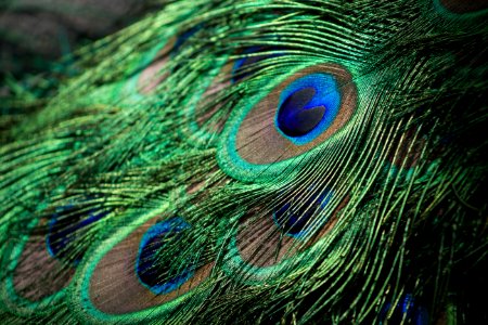 closeup photography of green, gray, and blue Peacock feathers photo