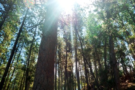 Big rock park, Custer, United states photo