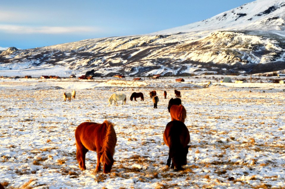 Icel, Winter, Nature life
