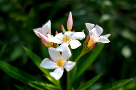 France, Laon, Fleur
