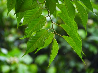 Green midori arboretum photo