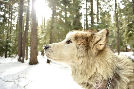 white wolf on snow forest photo