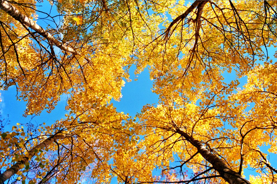 Finl, Branches, Leaves